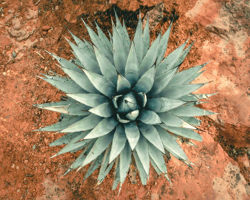 Agave plants growing at ESF