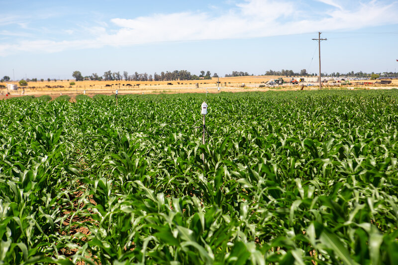 Corn crop with soil moisture sensor at ESF
