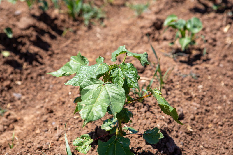 Close-up of a cotton boll at ESF
