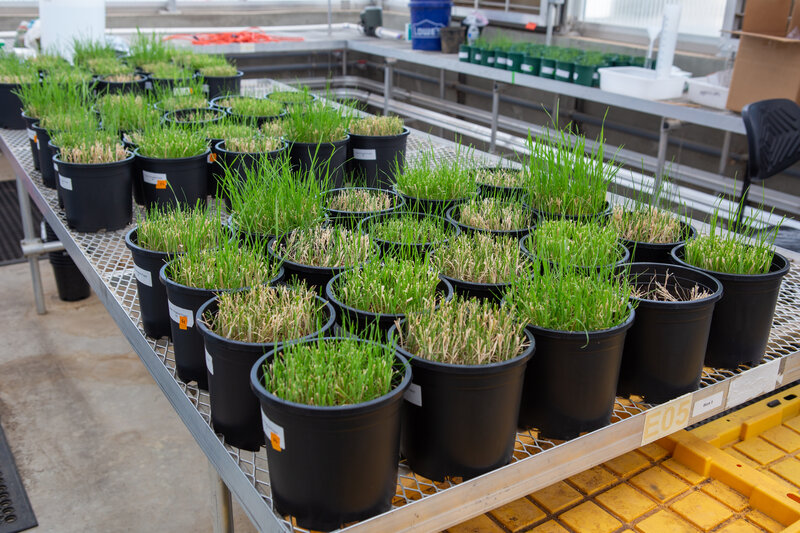 Greenhouse grasses research at ESF