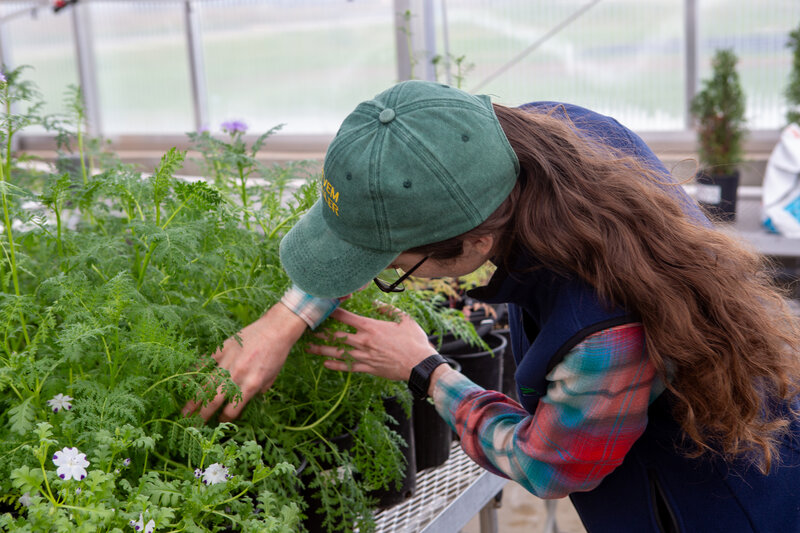 ESF team member inspecting plants in the greenhouse