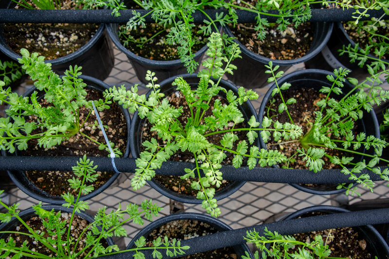 Overhead view of a potted plant in the ESF greenhouse