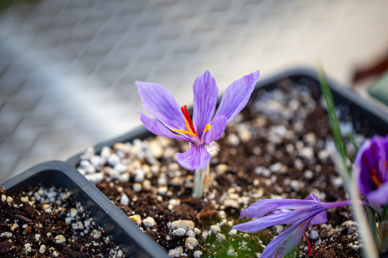 Saffron crocus flowers with vibrant orange stigmas at ESF greenhouse